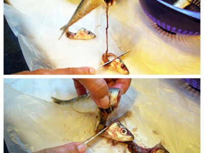 Comment faire les filets de sardines - 2