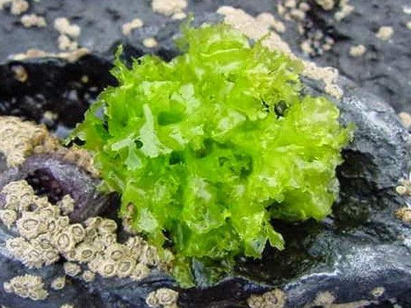 Les algues comestibles - 3